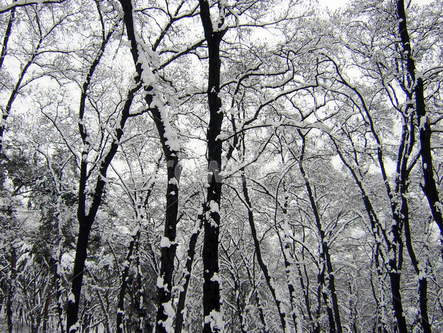 눈,나무,숲,하얀,겨울,snow,tree,winter,white,순백의,겨울,계절,winter,season,자연,풍경,nature,landscape,outdoors,옥외,plant,식물