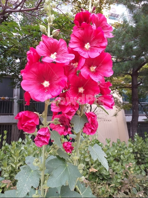 접시꽃,진분홍색,여름,편안,풍요