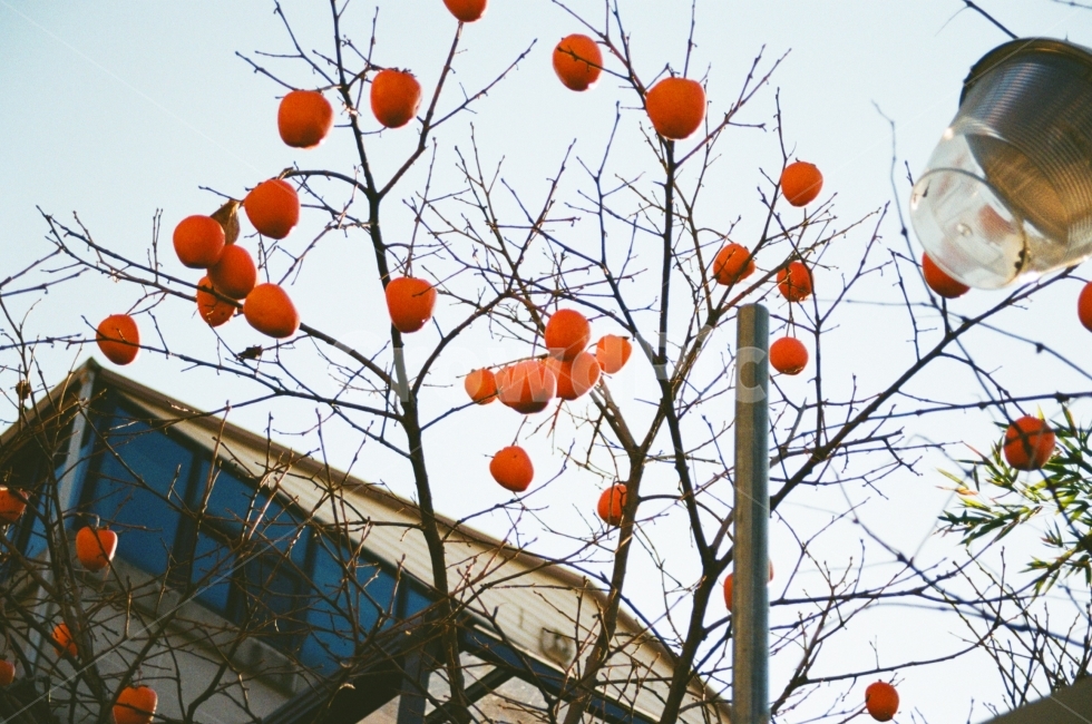 풍경,풍경사진,감,과일,겨울,겨울사진,landscape,season,하늘,감성사진,감성,emotion,winter,가을,계절,fall,autumn,season,음식,식재료,요리,food,cook,meal,dishes,food reserves,과일,열매,fruit,감성,sensible,feeling,persimmon,plant,식물,citrus fruit,감귤류 과일,orange,주황색