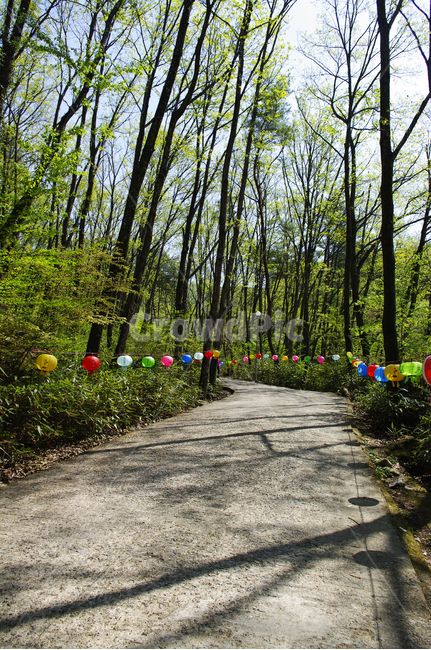 길,나무,식물,plant,봄,spring,초록,연등,종교,신앙,religion,belief,faith,축제,행사,festival,carnival,event