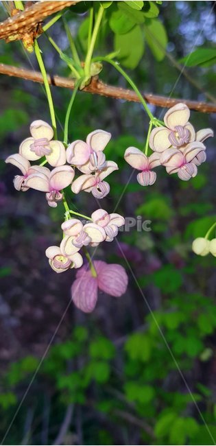 으름꽃,봄,신비,아름다움,꽃,식물,자연,plants,nature,꽃,flower