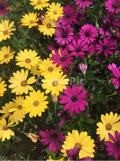 plant,식물,flower,blossom,꽃