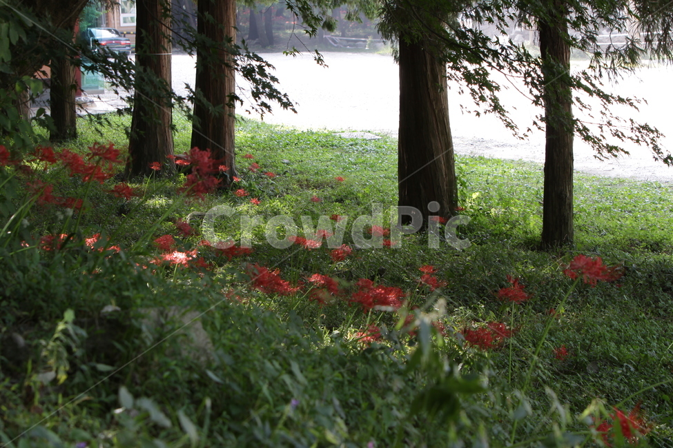 꽃무릇,만개,붉은꽃,석산,가을꽃,식물,자연,plants,nature,꽃,flower,나무,trees,wood