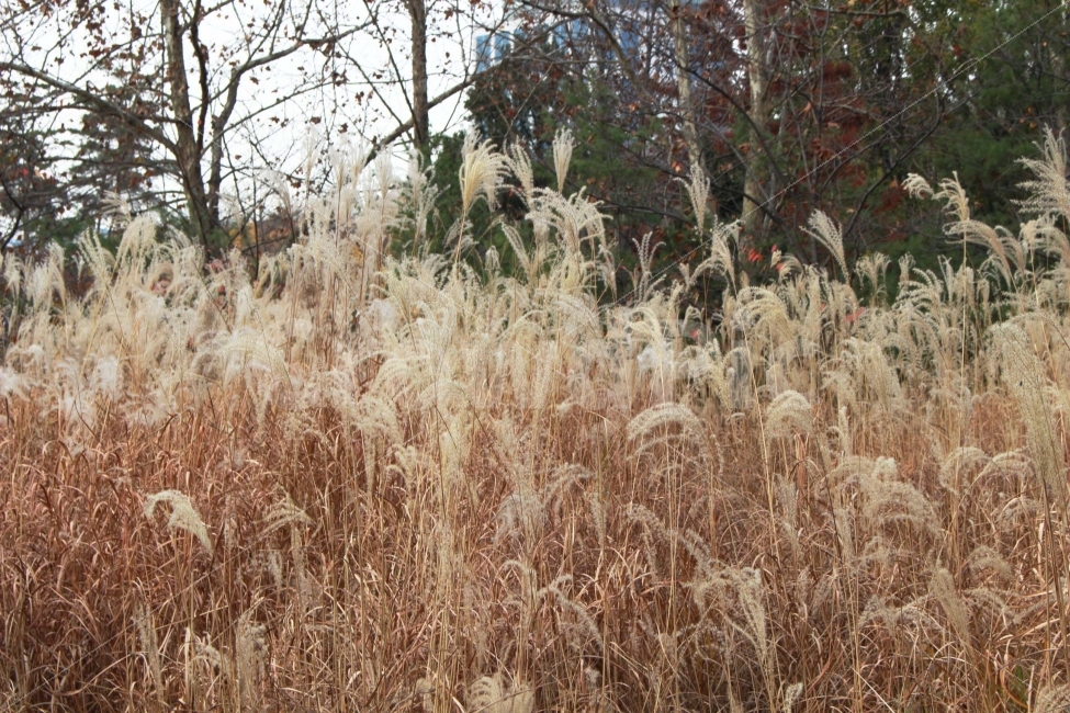 갈대,억새,억새풀,가을,식물,자연,야생,공원,정원,나들이,소풍,자연,풍경,nature,landscape,가을,계절,fall,autumn,season,grass,잔디,plant,lawn,reed