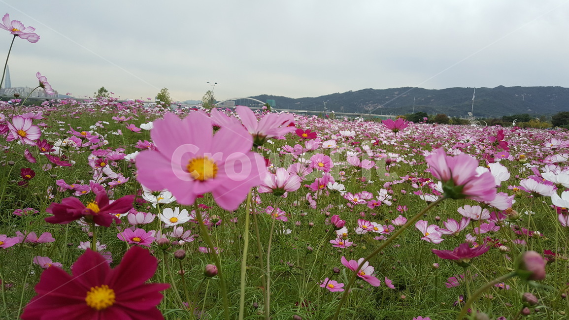 코스모스,코스모스축제,꽃,꽃축제,가을,가을,계절,fall,autumn,season,식물,자연,plants,nature,꽃,flower,plant,blossom,geranium,제라늄