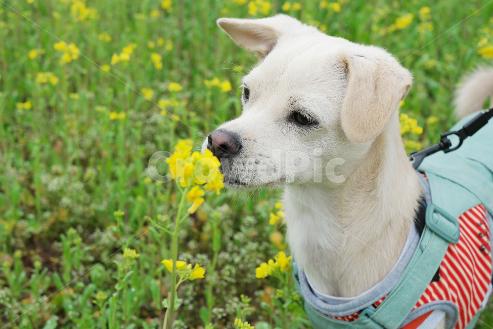 강아지,꽃,노랑,노란꽃,냄새,향기,믹스견,진돗개,꽃냄새,봄,유채꽃,동물,animal,포유류,mammal,개,강아지,dog,doggy