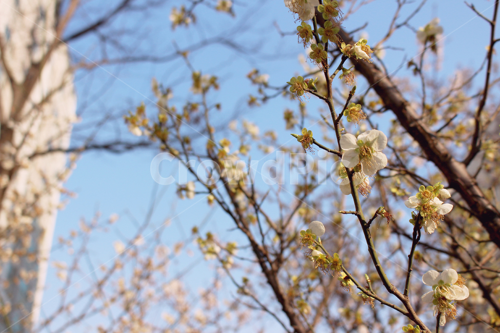 꽃,나무,만개,벚꽃,봄,하늘,계절,하루,식물,자연,plants,nature,꽃,flower