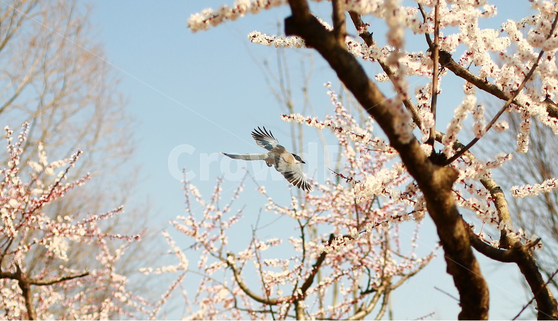 봄,매화,물까치,새,봄새,하늘,비행,꽃,꽃나무,봄,계절,spring,season,식물,자연,plants,nature,꽃,flower,동물,animal,조류,새,birds,bird