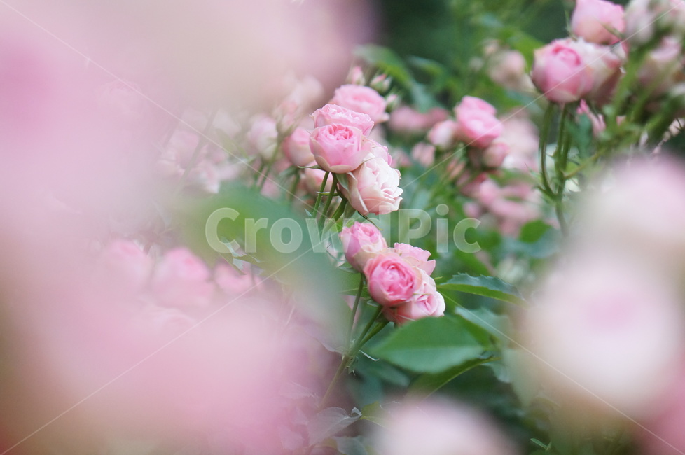 장미,6월,핑크,꽃,식물,초록잎,식물,자연,plants,nature,꽃,flower