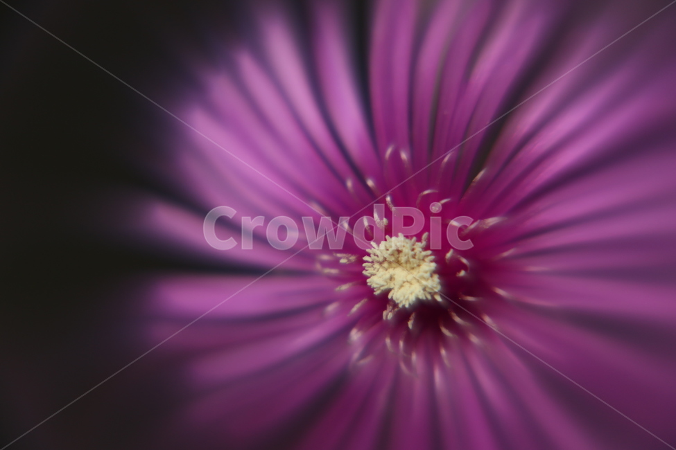 꽃,꽃수술,사철채송화,flower,rosemoss,식물,자연,plants,nature,꽃,flower