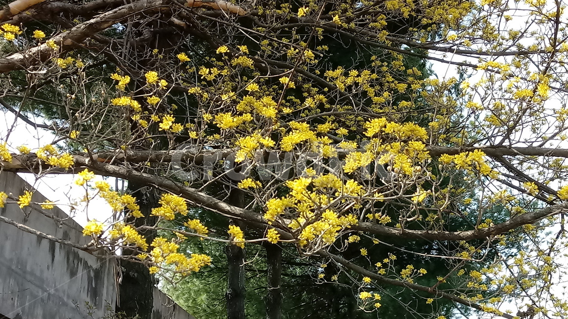 자연,식물,나무,tree,옥외,outdoors,nature,산수유