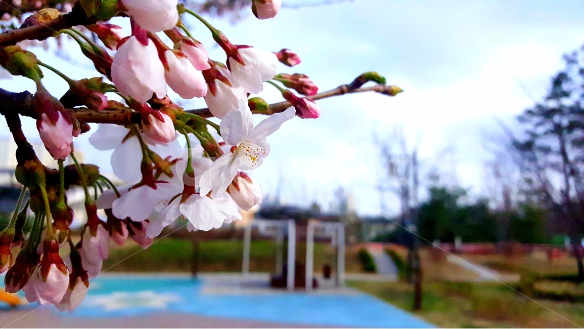 꽃,벚꽃,봄,공원,접사,봄,계절,spring,season,야경,밤,풍경,nightscape,night,landscape,식물,자연,plants,nature,꽃,flower,plant,blossom