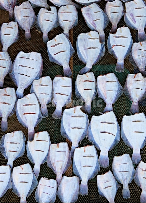 반건조생선,생선,물고기,식재료,먹거리,시장,마트,마켓,market,mart,market place,음식,식재료,요리,food,cook,meal,dishes,food reserves,수산물,해산물,fishery products,seafood