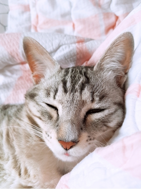 고양이,자는얼굴,낮잠,줄무늬고양이,유기묘,cat,sleeping,반려동물