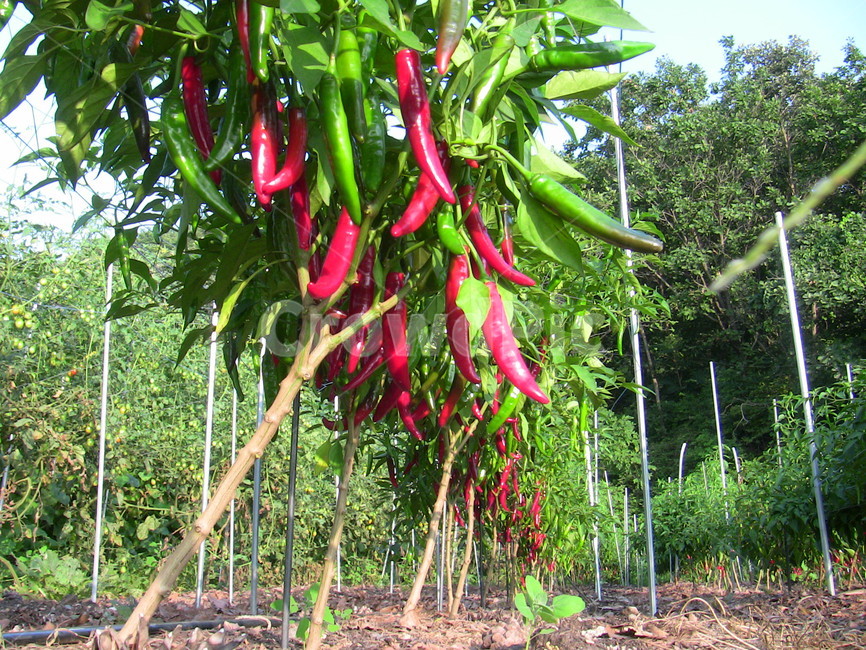 고추,밭,고추밭,식물,자연,농업,농사,agriculture,farming,farming industry