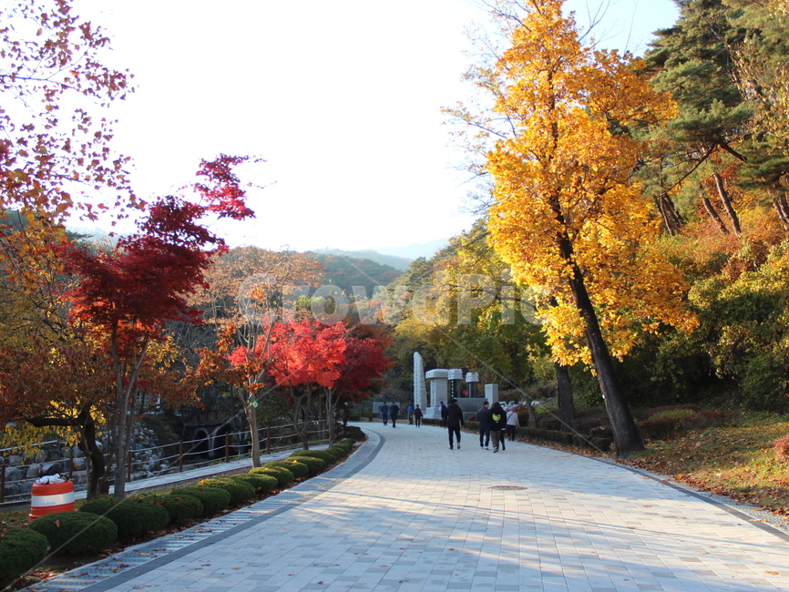 가을,가을풍경,단풍,단풍나무,가을산책,나무,tree,maple,leaves,가을,계절,fall,autumn,season,plant,식물,leaf,잎