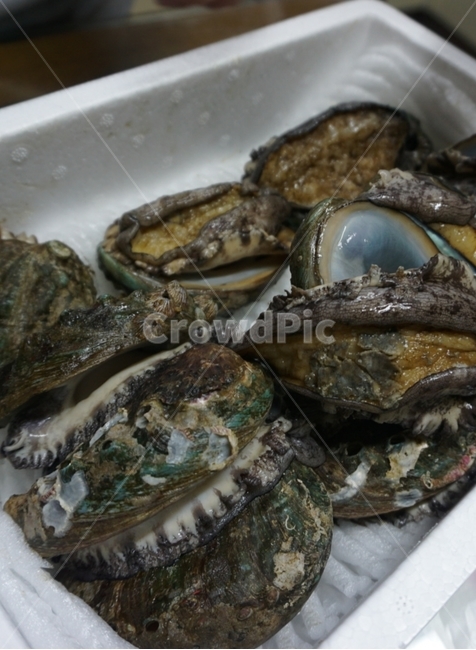 sealife,seashell,조개,전복,활전복,식재료,식자재,수산물,해산물,fishery products,seafood