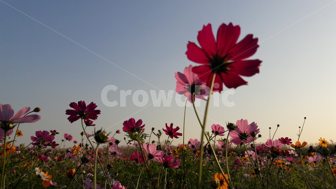 꽃,가을,코스모스,10월,예쁜,가을,계절,fall,autumn,season,식물,자연,plants,nature,꽃,flower,plant,daisy,데이지,daisies,blossom