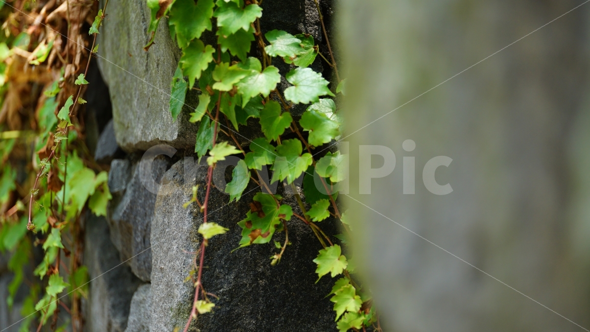 담장넝쿨,식물,줄기,이파리,자연,돌,벽,담벼락,plants,nature,풍경,landscape,잎사귀,그린,green,녹색,푸른,여름,summer,season,계절,감성,감성사진,느낌,feel,snap,snapshot,스냅,스냅사진,한국자연,코리아,korea,힐링,힐링사진,식물,자연,plants,nature