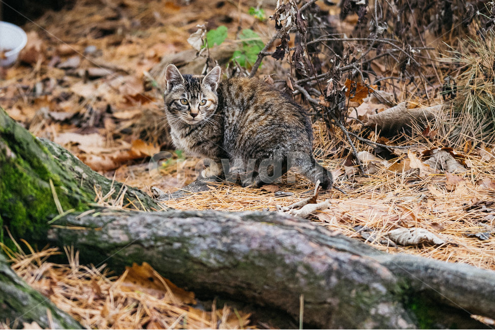 고양이,캣,냥냥이,길고양이,길냥이,cat,산냥이,삼색이,동물,animal,포유류,mammal,고양이,cat,kitten,kitty