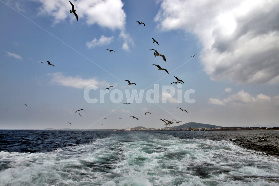 출항,바다,갈매기,제주,항해,서귀포시,동물,animal,조류,새,birds