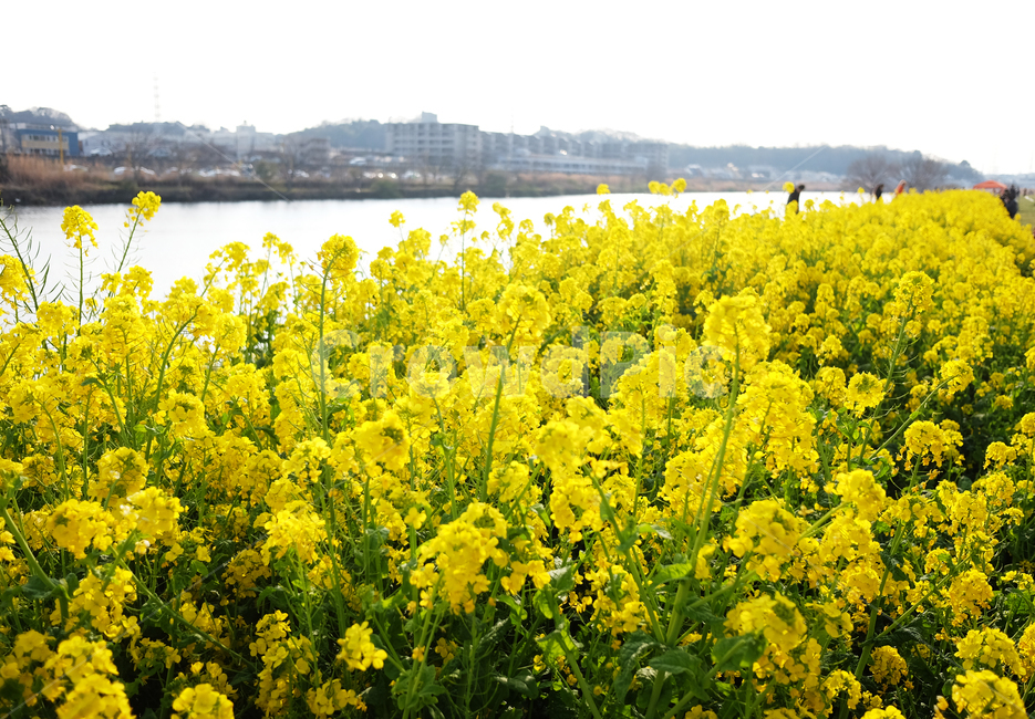 field,들,plant,식물,grassland,목초지,outdoors,옥외,강,강변,유채꽃,꽃,꽃밭
