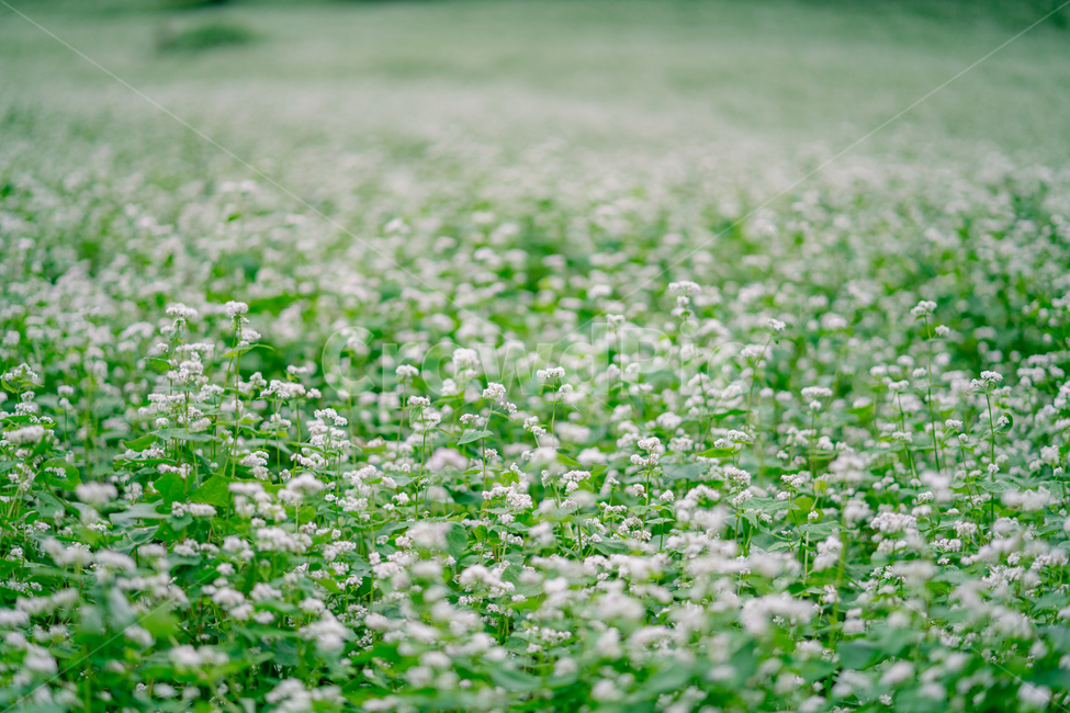 flower,꽃,blossom,식물,자연,메밀꽃,식물,자연,plants,nature,꽃,flower