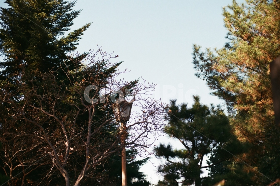 나무,숲,전봇대,식물,감성,가을,자연풍경,도시풍경,자연,감정,landscape,feeling,emotion,자연,풍경,nature,landscape,감성,sensible,feeling,tree,plant,fir,전나무