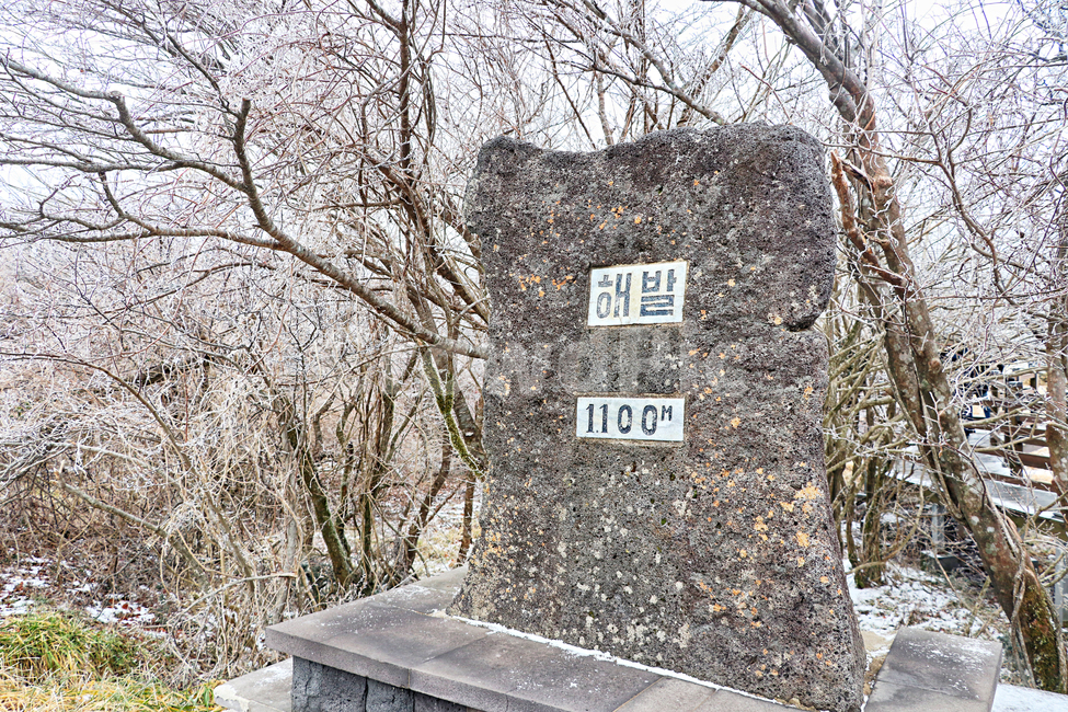 제주도,한라산,1100고지,한라산1100고지,설경,눈꽃,눈,snow,자연,옥외,outdoors,nature