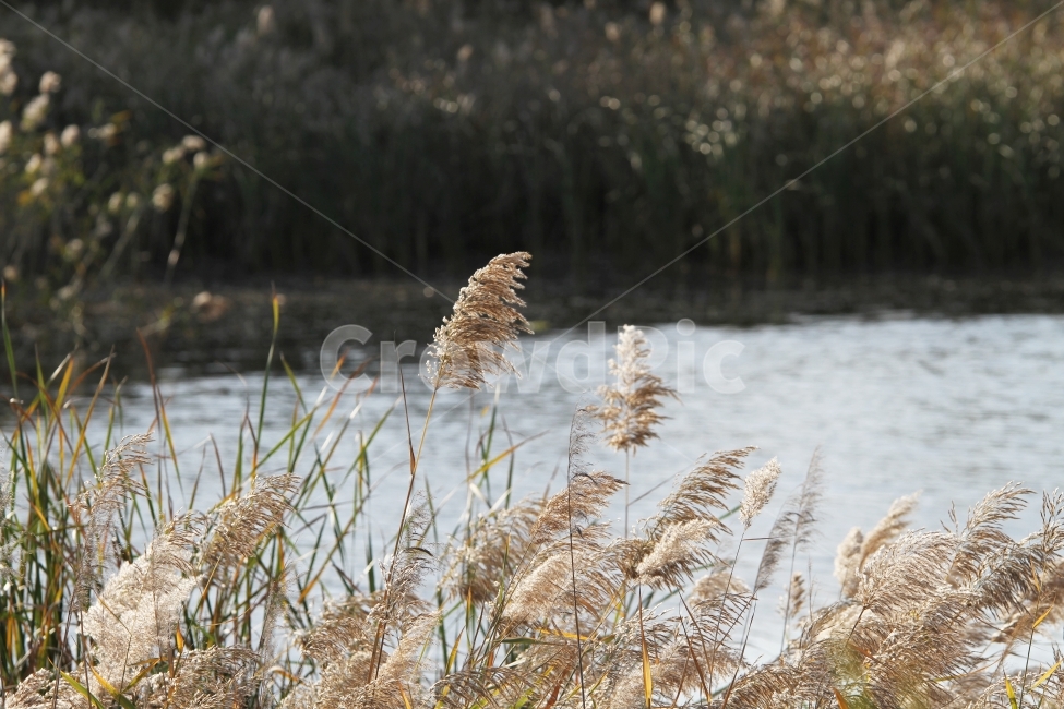 갈대,식물,가을,감성사진,호수,꽃,억새,가을,계절,fall,autumn,season,식물,자연,plants,nature,grass,잔디,plant,lawn,reed