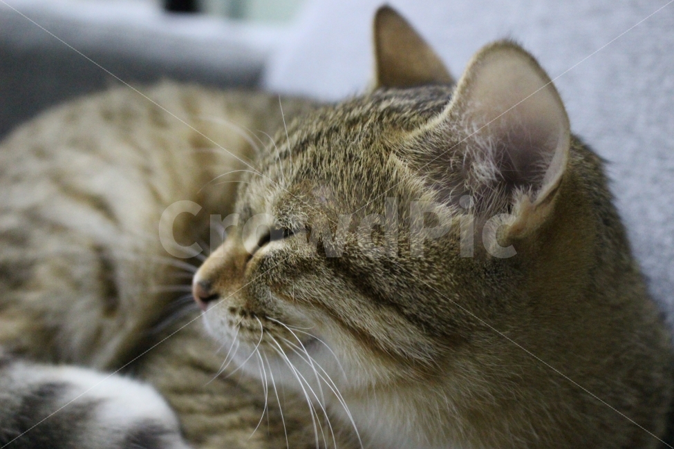 고양이,반려동물,유기묘,길냥이,애완동물,cat,pet,kitten,아기고양이,코숏,코리안숏헤어,동물,동물,animal,고양이,cat,kitten,kitty,포유류,mammal