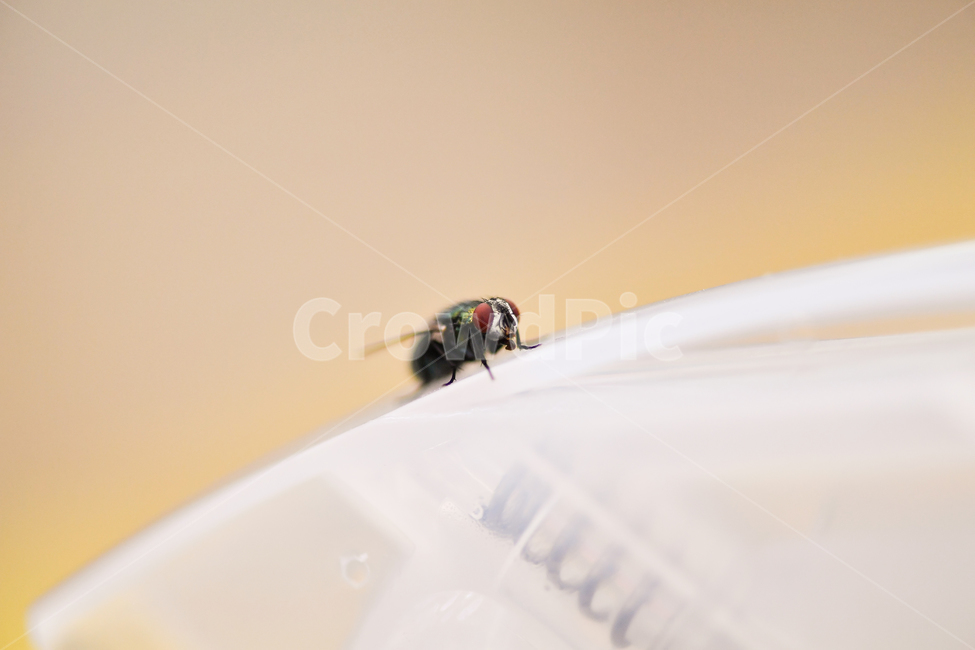 파리,똥파리,파리접사,파리눈,파리날개,살아있는파리,곤충,벌레,insect,bug