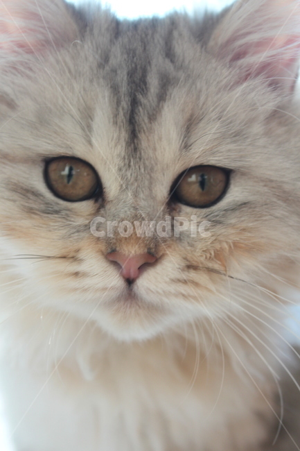 고양이,페르시안,눈동자,동물,포유류,페르시아,냐옹이,반려,Persian,animal,mammal,cat,kitten,kitty,동물,animal,포유류,mammal,고양이,cat,kitten,kitty