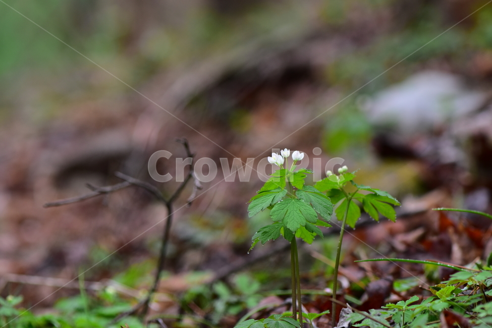 나도바람꽃,야생화,봄,꽃,풀꽃,자연,식물,식생,plants,nature,spring,season,flower
