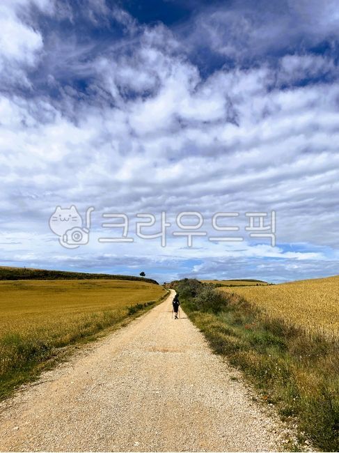 산티아고순례길,순례자,밀밭,평야,메세타,스페인,고원,유럽,트레킹,걷기,길,하이킹