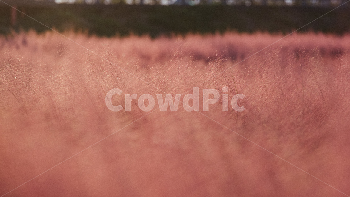 nature,자연,핑크뮬리,뮬리,풀밭,가을풍경,pinkmuhly,grass,가을,계절,fall,autumn,season