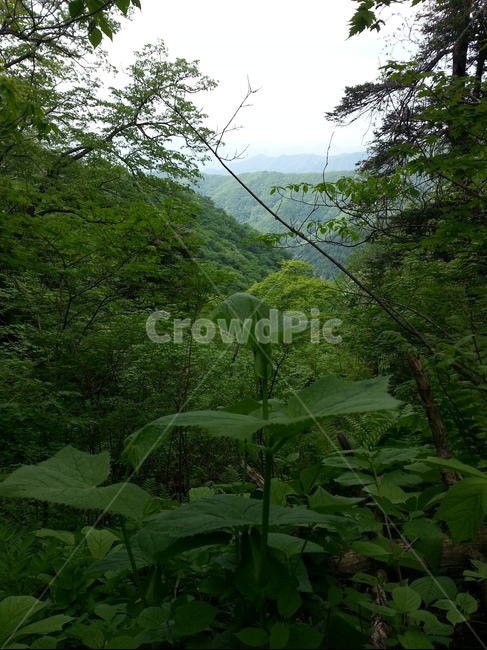 박쥐나물,산박쥐나물,박쥐식물,산나물,야생박쥐나물,식물,자연,plants,nature