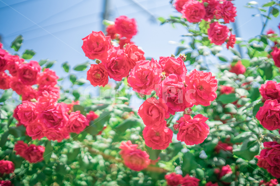 장미,하늘,분홍색,꽃잎,rose,식물,자연,plants,nature,꽃,flower