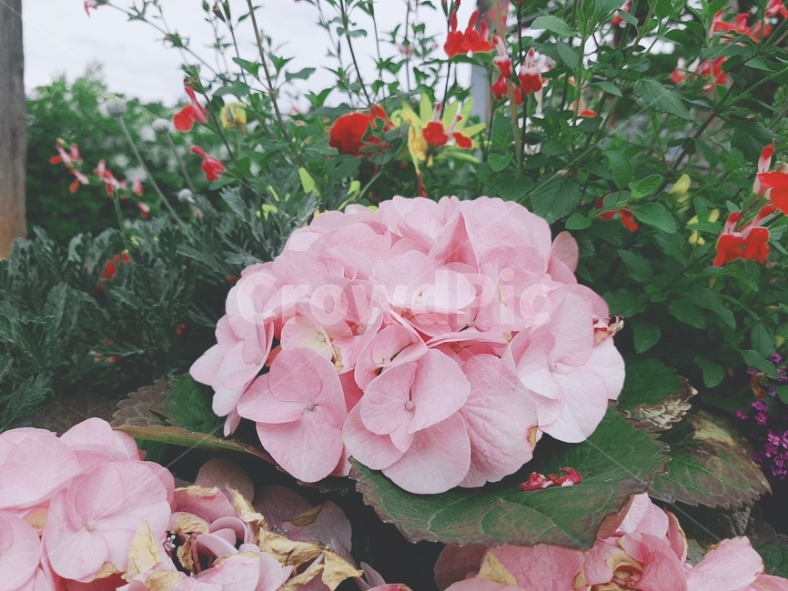 plant,식물,꽃,flower,수국,pink,green,flowers,핑크,식물,자연,plants,nature,꽃,flower