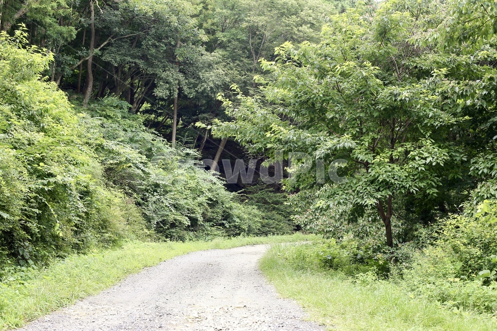 편백나무,숲체험,숲속놀이터,자연학습,체험학습,편백나무숲,피톤치드,산림욕
