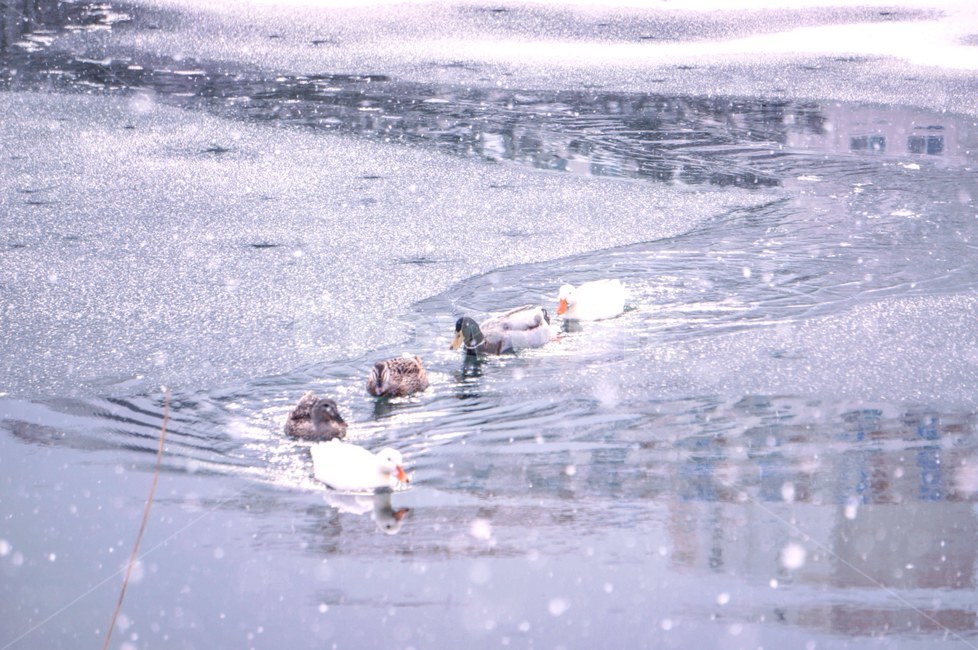 겨울,눈,호수,오리,풍경,겨울,계절,winter,season,동물,animal,조류,새,birds,감성,sensible,feeling