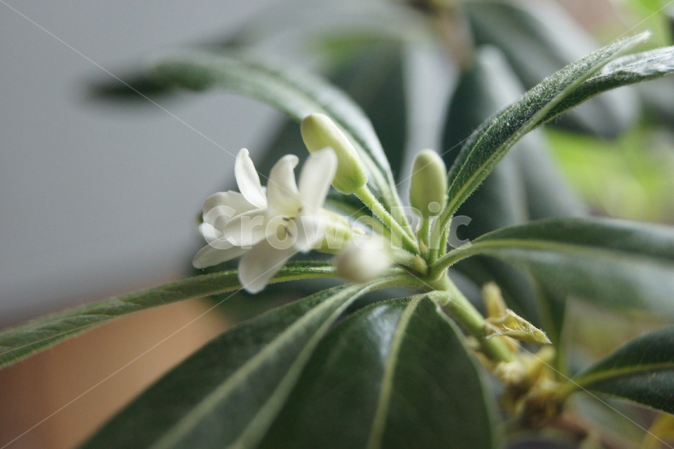 녹색,화초,꽃,선인장,꽃봉우리,식물,자연,plants,nature