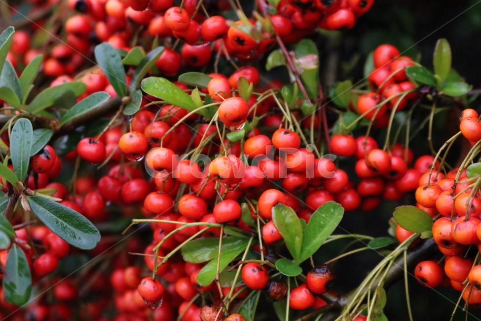 plant,식물,과일,fruit,red,자연,nature