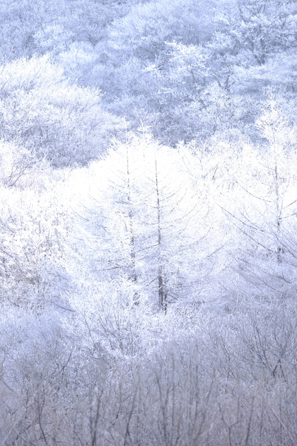 상고대,눈꽃,눈,겨울산,겨울눈꽃,겨울,계절,winter,season,자연,풍경,nature,landscape