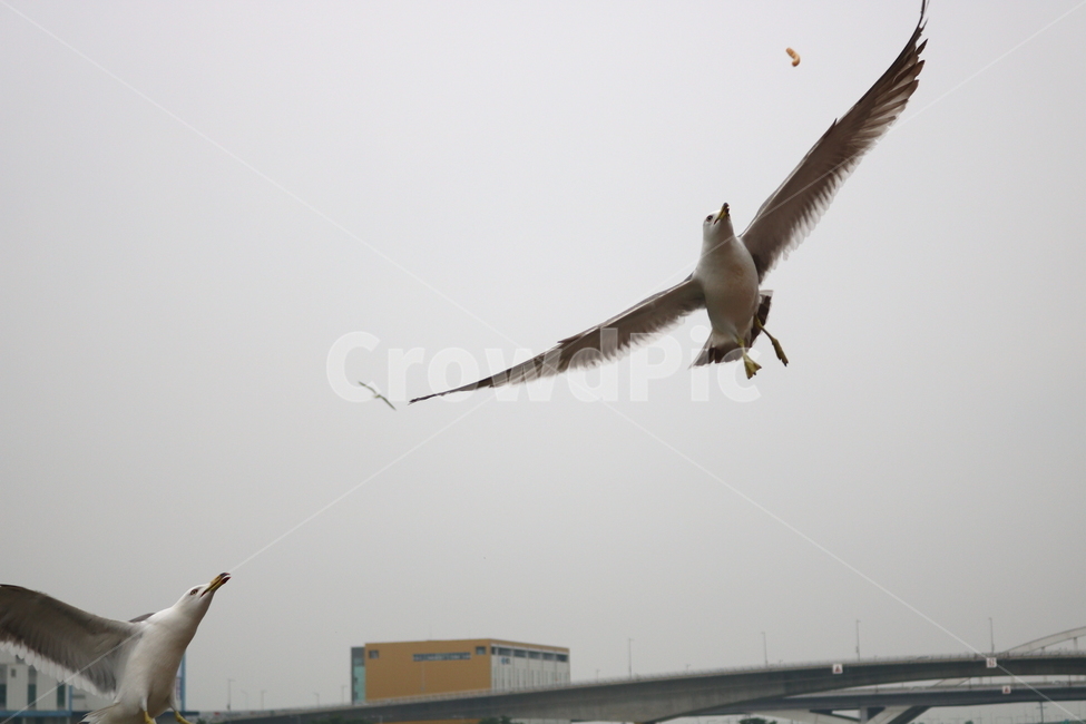 갈매기,새,조류,한강,동물,동물,animal,조류,새,birds