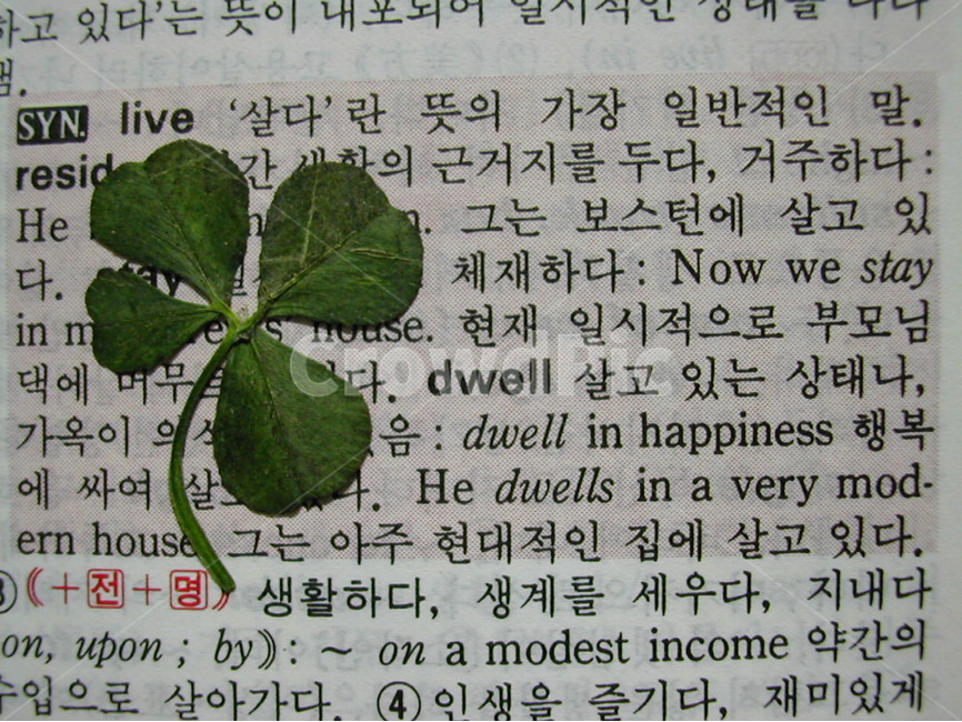 클로버,네잎,네잎클로버,행운,사전,식물,자연,plants,nature