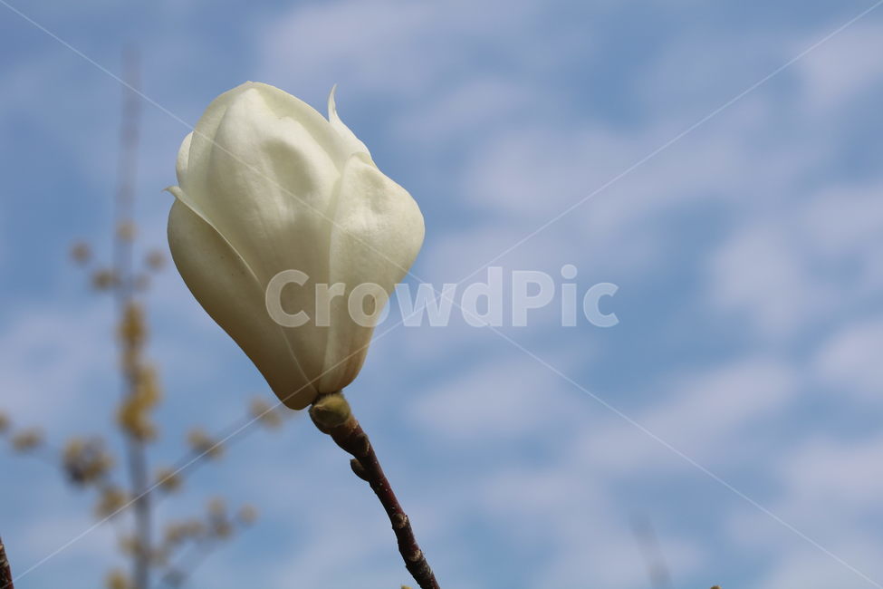 꽃,식물,자연,하안색,계절,봄,목련,magnolia,flower,spring,season,white,color,plant,nature,식물,자연,plants,nature,꽃,flower