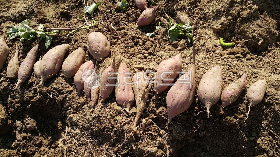 sweet potato,harvesting,sweet potato field,soil,crops