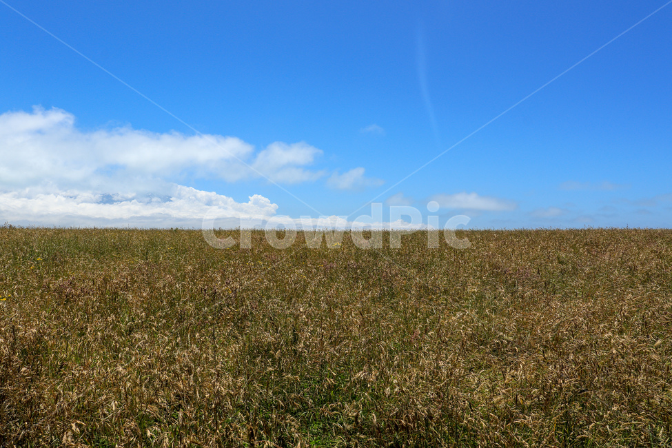 구름,억새,억새풀,reed,하늘,배경,파랑,blue,sky,grass,억새밭,자연,풍경,nature,landscape,outdoors,옥외,field,들,grassland,목초지