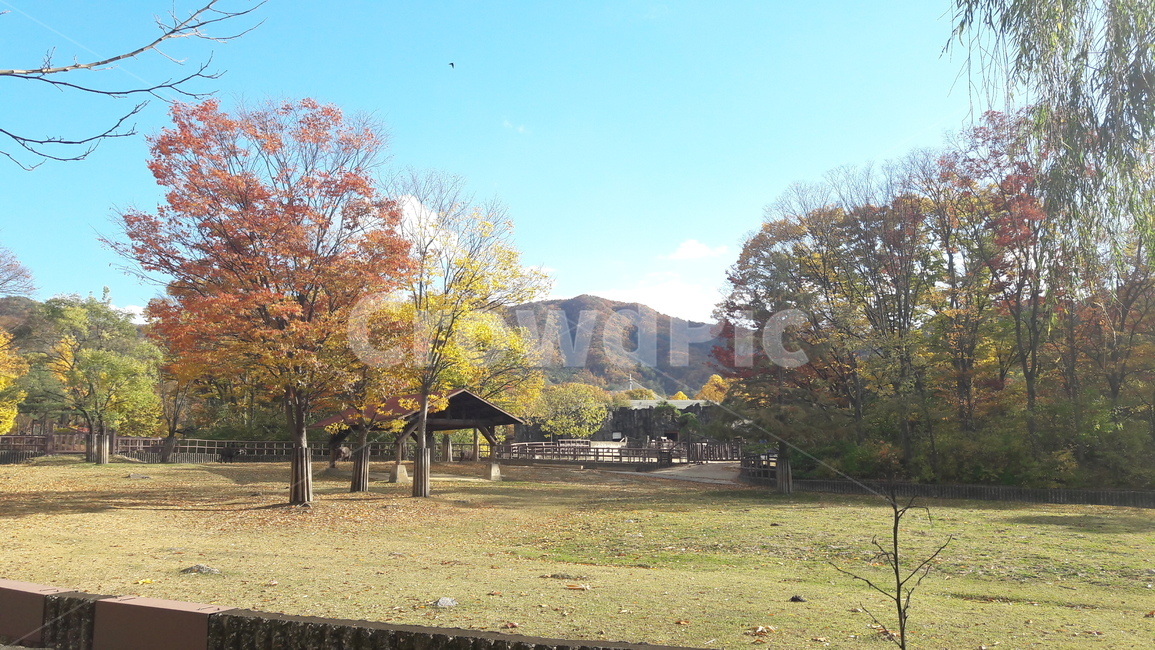 가을,단풍,나무,하늘,아름다움,가을,계절,fall,autumn,season,tree,plant,식물,grass,잔디